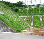 黔东南道路路基边坡撒播草籽草种