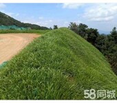 三明道路路基边坡撒播草籽有哪些品种呢