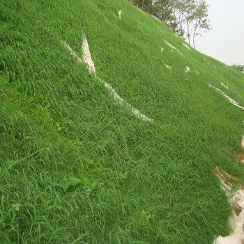 路基边坡复绿草籽植物种子黔东南供应