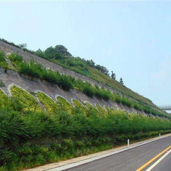 黔東南路基護(hù)坡四季常綠草種草籽