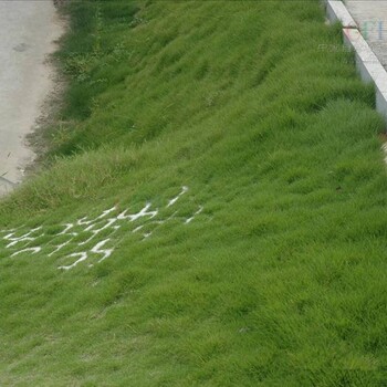 黔東南公路黃土坡綠化草籽草種