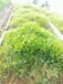 黔东南矿山边坡修复绿化草籽草种提供