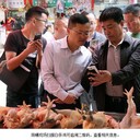 供應(yīng)全程可追溯的白條雞腳環(huán)，防偽溯源標(biāo)識(shí)，一物一碼