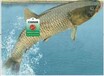 大黄鱼防伪追溯标识，二维码查询，温州鱼类质量追溯系统