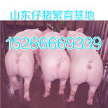 四川眉山猪崽多钱仔猪价格图片1