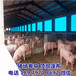 猪场卷帘布猪圈卷帘布猪棚卷帘布牛用窗帘布优惠价格