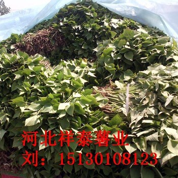 紅薯苗批發