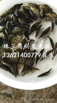 桂花鱼苗鳜鱼苗桂鱼苗鳜花鱼苗季花鱼苗翘嘴桂花鱼苗批发