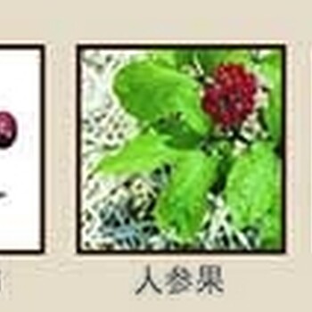 四川省益盛漢參廠家直供奢蓮凍干粉售價多少錢、貨真價實的