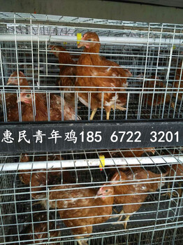 蚌埠蛋鸡青年鸡价格