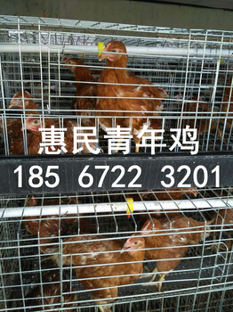 60天京红青年鸡程序