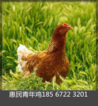 贵州黔南蛋鸡青年鸡养殖区域黔南罗曼蛋鸡青年鸡养殖管理