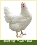 60-120天海兰褐青年鸡销售量大从优质量保证海兰褐蛋鸡青年鸡养殖场