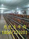 大同育成鸡生产指标海兰褐蛋鸡育成鸡生产销售