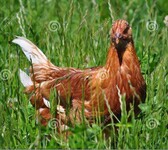 蛋鸡育成鸡饲养管理海兰褐蛋鸡育成鸡养殖基地