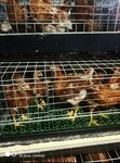济源大午金凤蛋鸡养殖场低价促销60日龄大午金凤青年鸡成本价出售