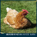 新乡海兰褐蛋鸡育成鸡全自动养殖海兰褐育成鸡养殖技术