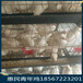 洛陽海蘭灰青年雞養殖重點60天海蘭灰青年雞養殖要點