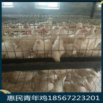 柳州笼养蛋鸡青年鸡的养殖技术笼养蛋鸡青年鸡日常的饲喂技术
