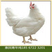 遼寧朝陽羅曼灰青年雞養殖管理技術羅曼灰蛋雞青年雞養殖場