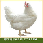 辽宁朝阳罗曼灰青年鸡养殖管理技术罗曼灰蛋鸡青年鸡养殖场