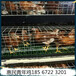 商洛海兰褐青年鸡报价,60天海兰褐青年鸡成本价出售,海兰褐青年鸡养殖场