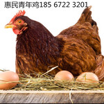 天津海兰褐蛋鸡青年鸡养殖海兰褐蛋鸡青年鸡料蛋比