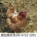 荆门海兰褐青年鸡产蛋率海兰褐青年鸡养殖密度海兰褐青年鸡温度