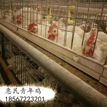 内蒙古高产蛋海兰灰青年鸡报价海兰灰青年鸡破碎料