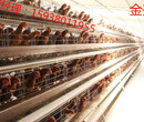自动化养鸡设备价格图片