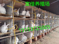 安徽肉兔养殖场新杂交野兔价格多少钱一斤杂交野兔养殖成本图片5