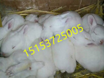 安徽肉兔养殖场新杂交野兔价格多少钱一斤杂交野兔养殖成本图片4