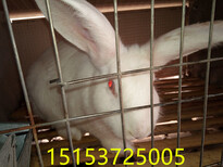 新西兰兔市场价格现在肉兔种兔多少钱一只图片1