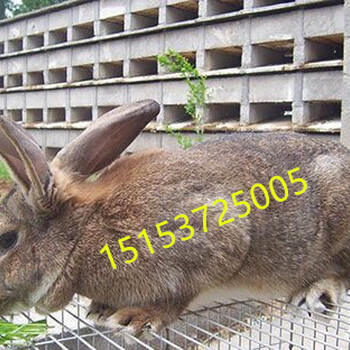 江西肉兔养殖基地杂交野兔养殖成本与利润