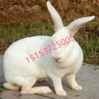 獭兔多少钱一斤獭兔养殖效益分析獭兔养殖成本