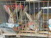 宁夏银川杂交野兔养殖基地贺兰县新西兰兔的价格