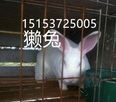 兔子养殖獭兔价格獭兔养殖技术獭兔种兔基地