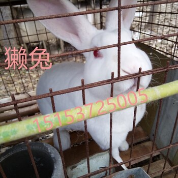 哪里的獭兔养殖场提供种兔现金回收商品兔