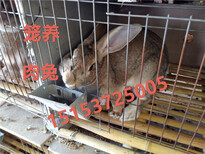 兔子价格行情、肉兔价格前景走势肉兔养殖利润图片2