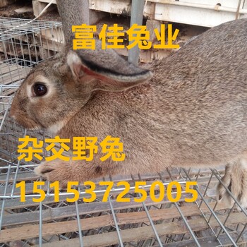 杂交野兔养殖场杂交野兔价格种兔杂交野兔多少钱一只