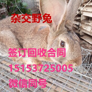辽宁肉兔现在市场价格行情辽宁养兔利润丹东肉兔养殖成本