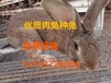 杂交野兔养殖价格，杂交野兔多少钱一只，目前杂交野兔养殖行情