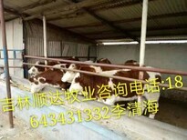 吉林繁殖母牛价格图片1