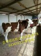 西门塔尔繁殖母牛价格图片