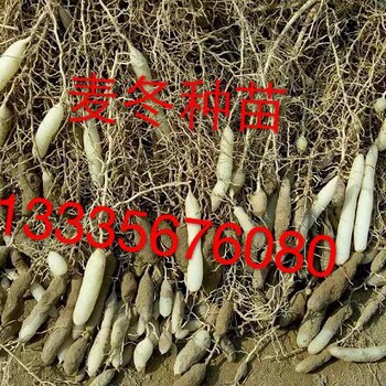 麥冬苗批發(fā)商麥冬苗價(jià)格