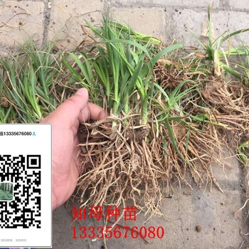 知母種子價(jià)格知母苗價(jià)格知母種植效益