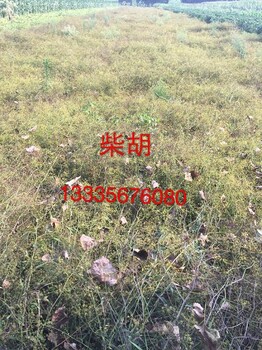 柴胡種子價格柴胡種植技術(shù)