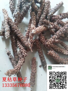 夏枯球種子夏枯球種植技術(shù)