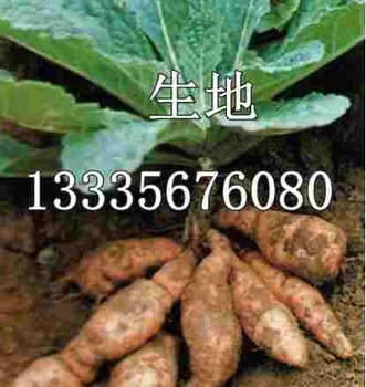 生地苗圖片生地苗多少錢一斤