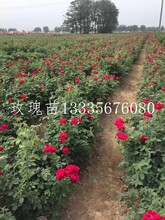 玫瑰苗批發(fā)價(jià)格食用玫瑰苗金邊玫瑰苗